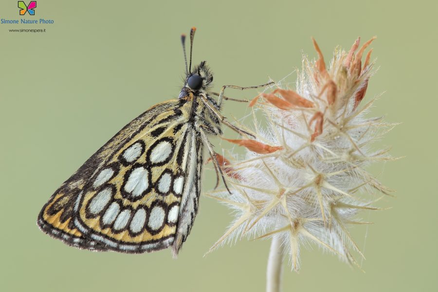 Heteropterus morpheus (Pallas, 1771)