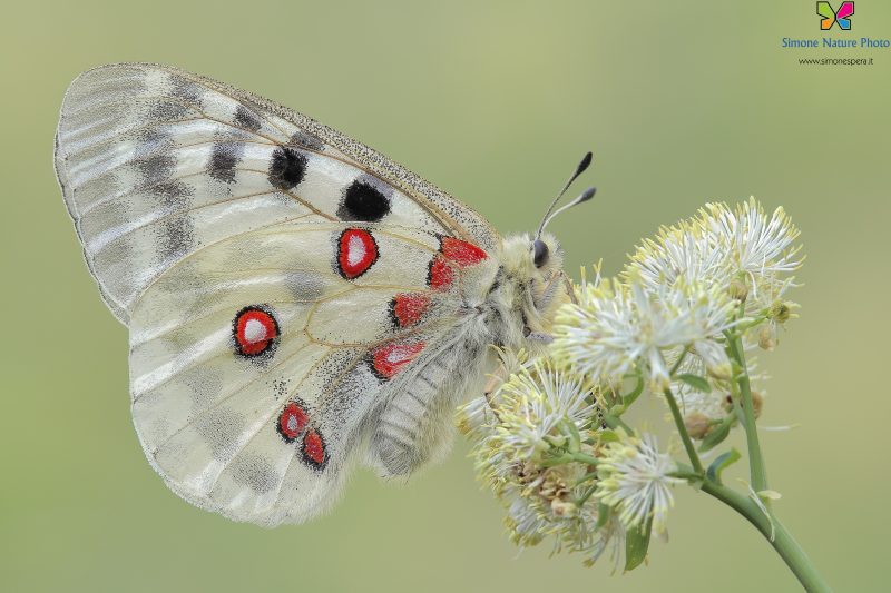 Parnassius apollo (Linnaeus, 1758)
