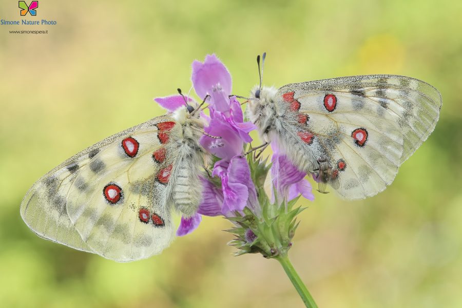 (La mosca) Parnassius apollo (Linnaeus, 1758)