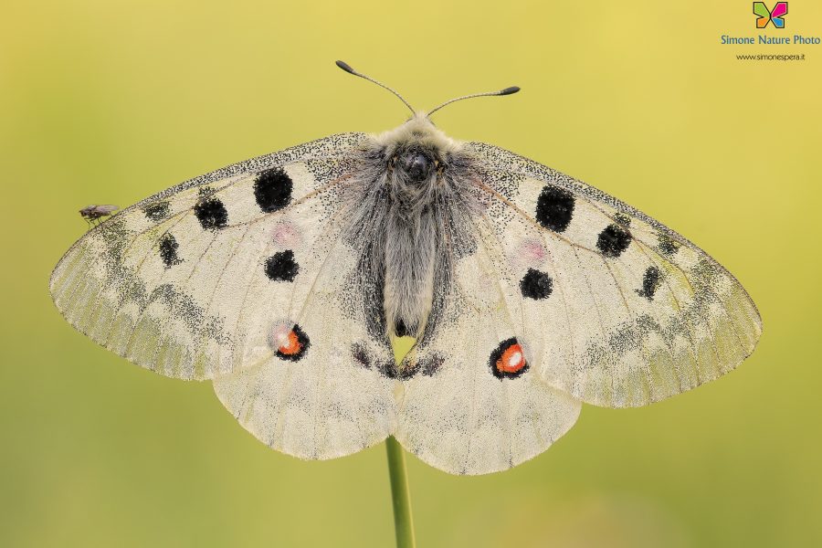 Parnassius apollo (Linnaeus, 1758)