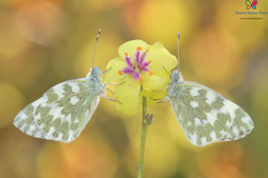 Pontia edusa (Fabricius, 1777)