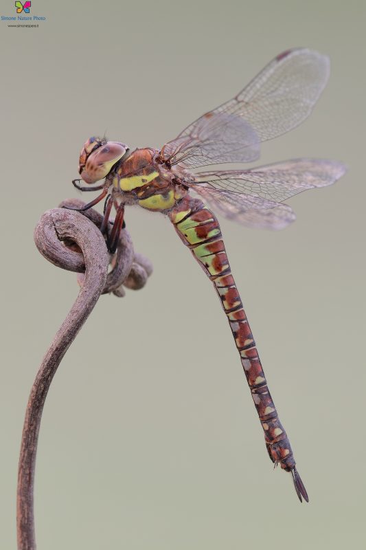 Aeshna mixta (Latreille, 1805) ♀