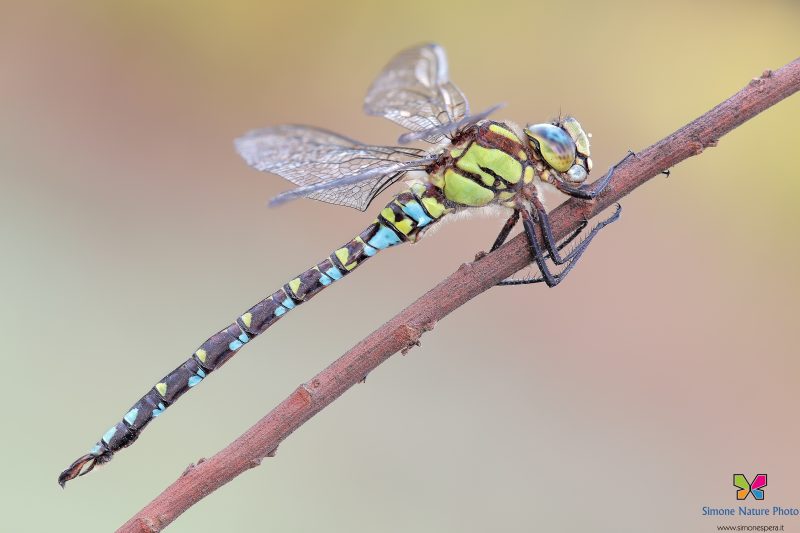 Aeshna cyanea (Müller, 1764) ♂