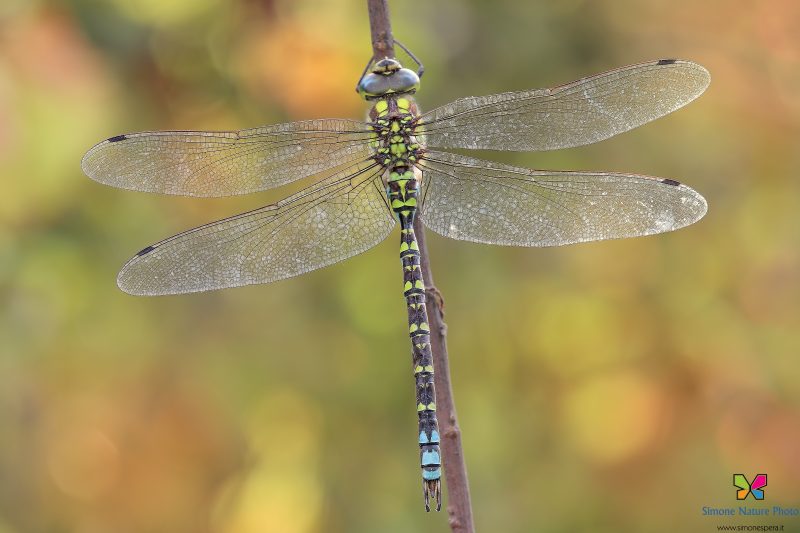 Aeshna cyanea (Müller, 1764) ♂