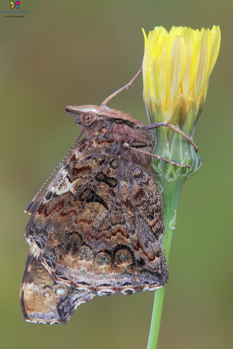 Vanessa atalanta (Linnaeus, 1758)