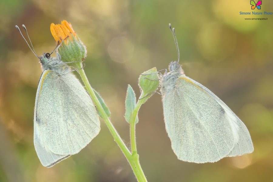 Pieris brassicae (Linnaeus, 1758)