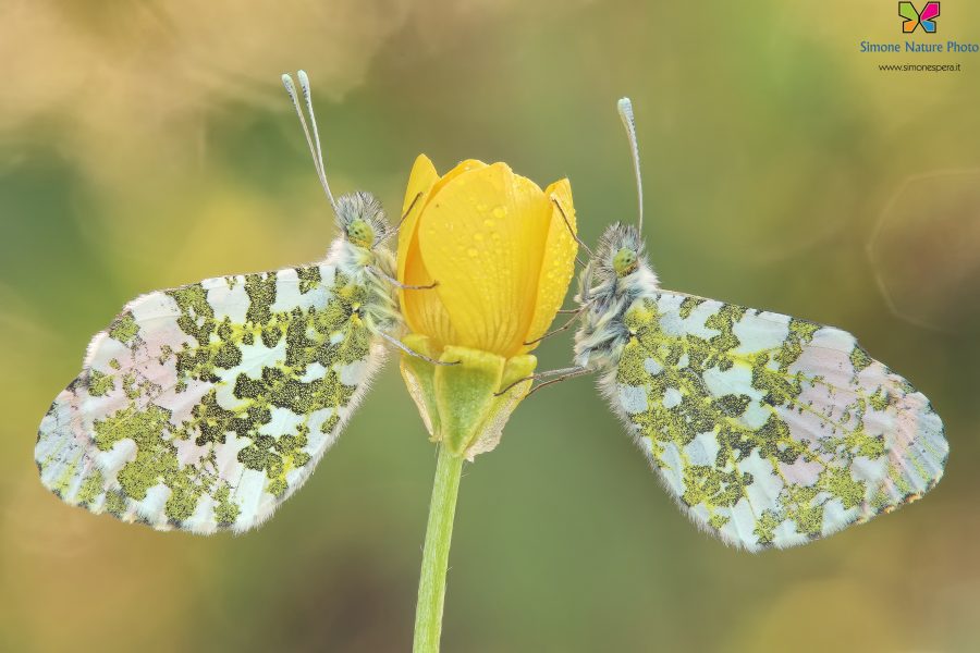 Anthocharis cardamines (Linnaeus, 1758)