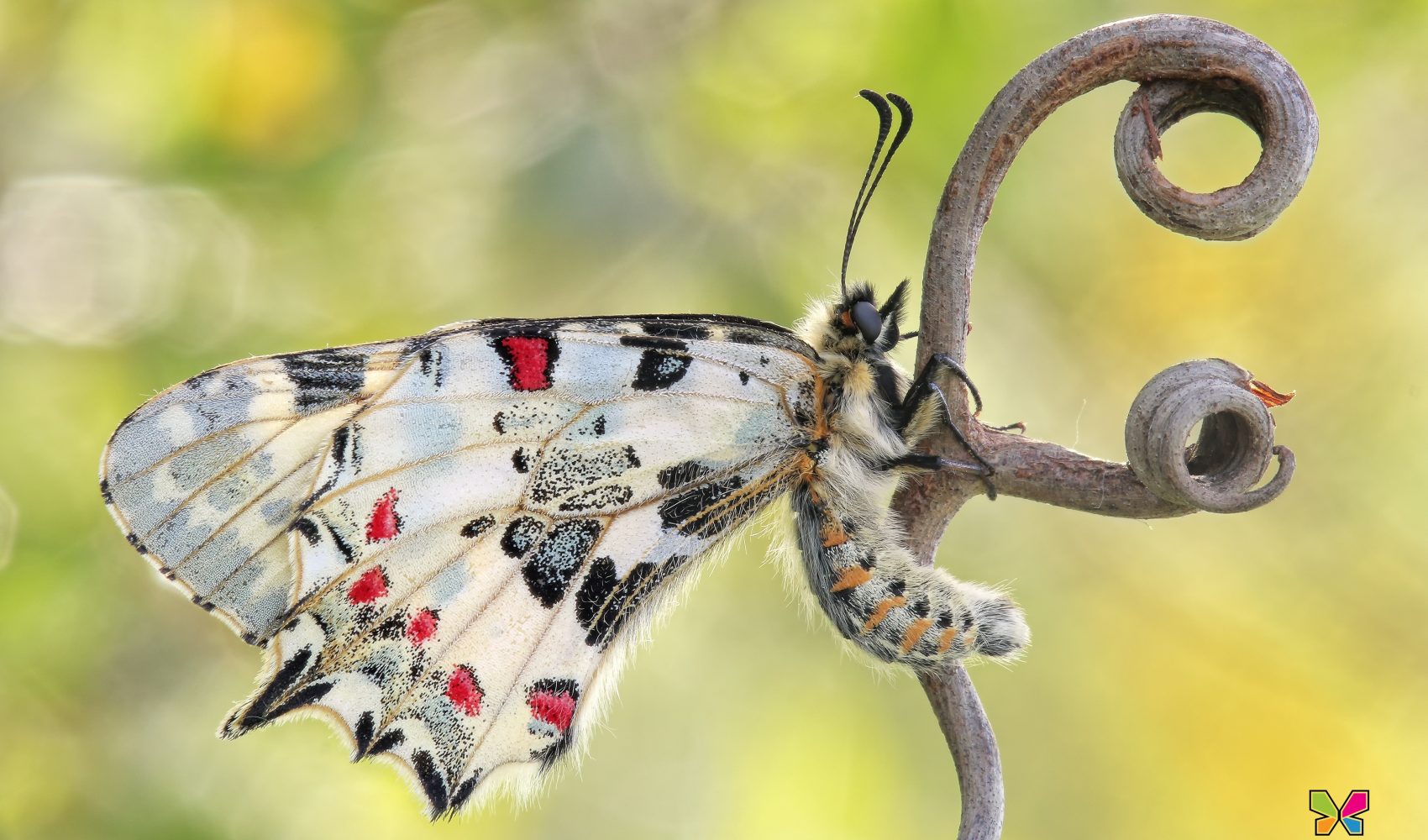 Zerynthia (Allancastria) cerisy (Godart, 1824)