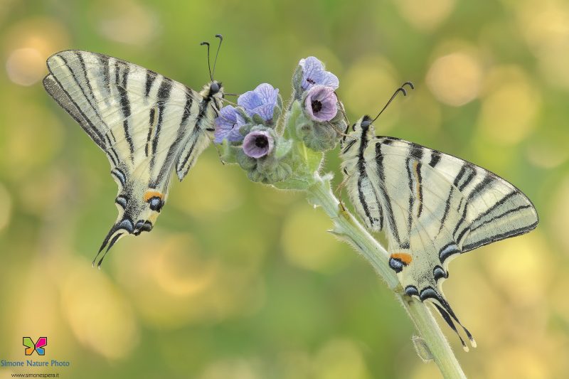 Iphiclides podalirius (Linnaeus, 1758)