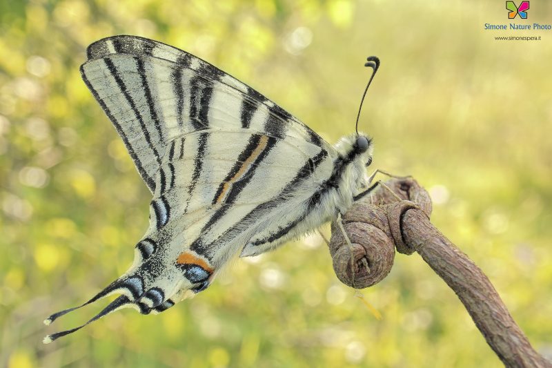 Iphiclides podalirius (Linnaeus, 1758)