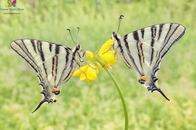 Iphiclides podalirius (Linnaeus, 1758)