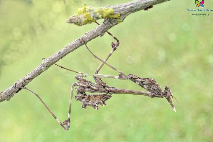 Empusa pennata (Thunberg, 1815)
