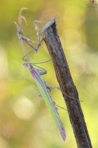 Empusa pennata (Thunberg, 1815)