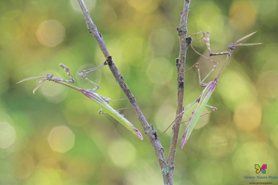 Empusa pennata (Thunberg, 1815)