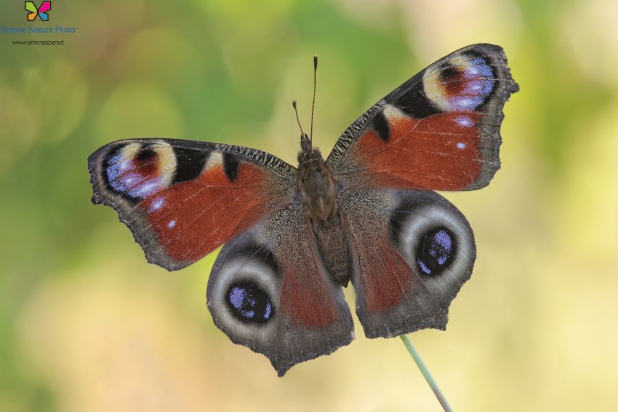 Inachis io (Linnaeus, 1758)