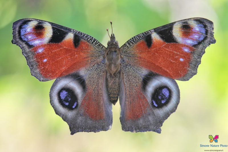 Inachis io  (Linnaeus, 1758)