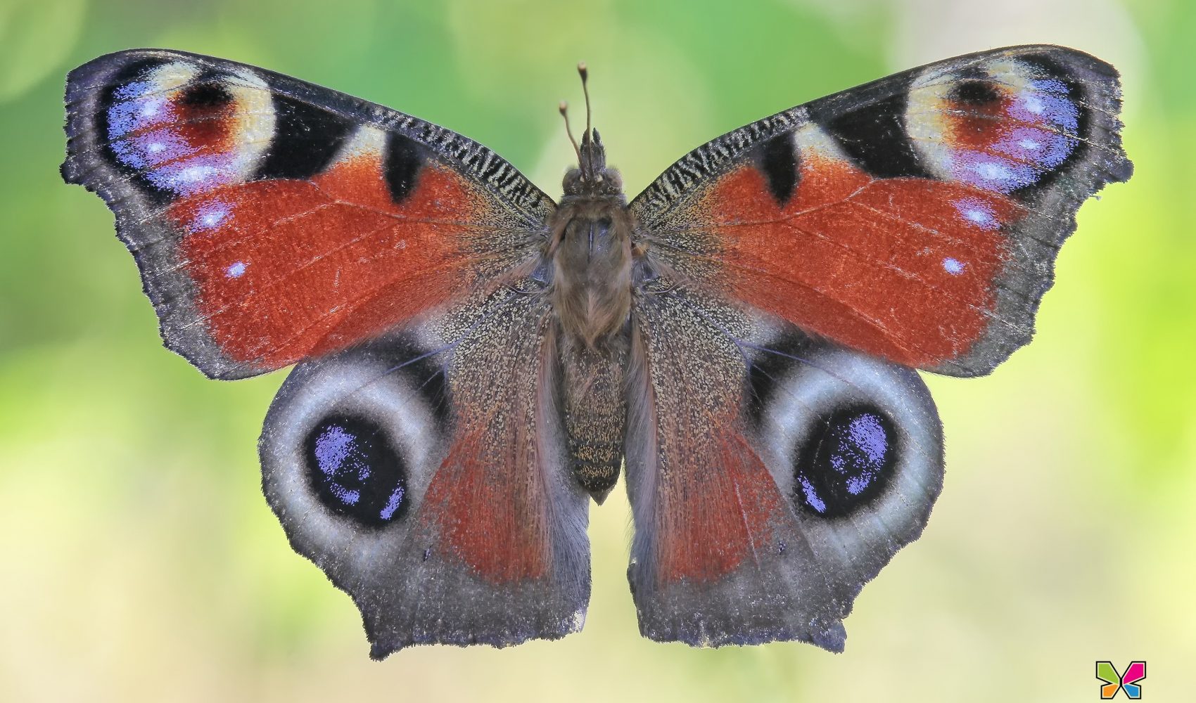 Inachis io (Linnaeus, 1758)
