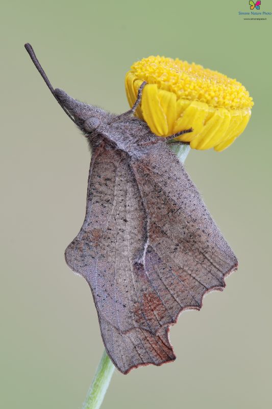 Libythea celtis (Laicharting, 1782)