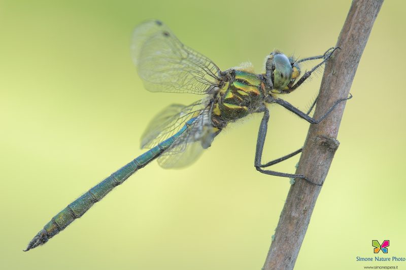 Somatochlora meridionalis (Nielsen, 1935)♂