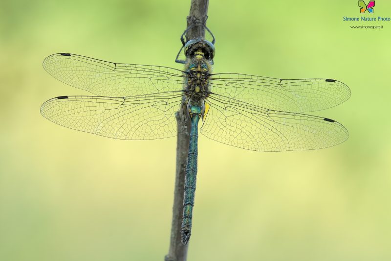 Somatochlora meridionalis (Nielsen, 1935) ♂