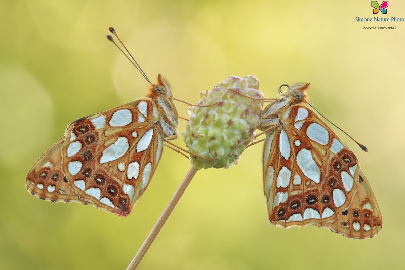 Issoria lathonia (Linnaeus, 1758)