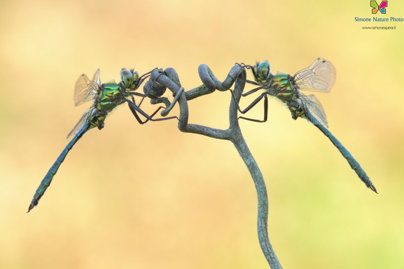 Somatochlora meridionalis (Nielsen, 1935)♂