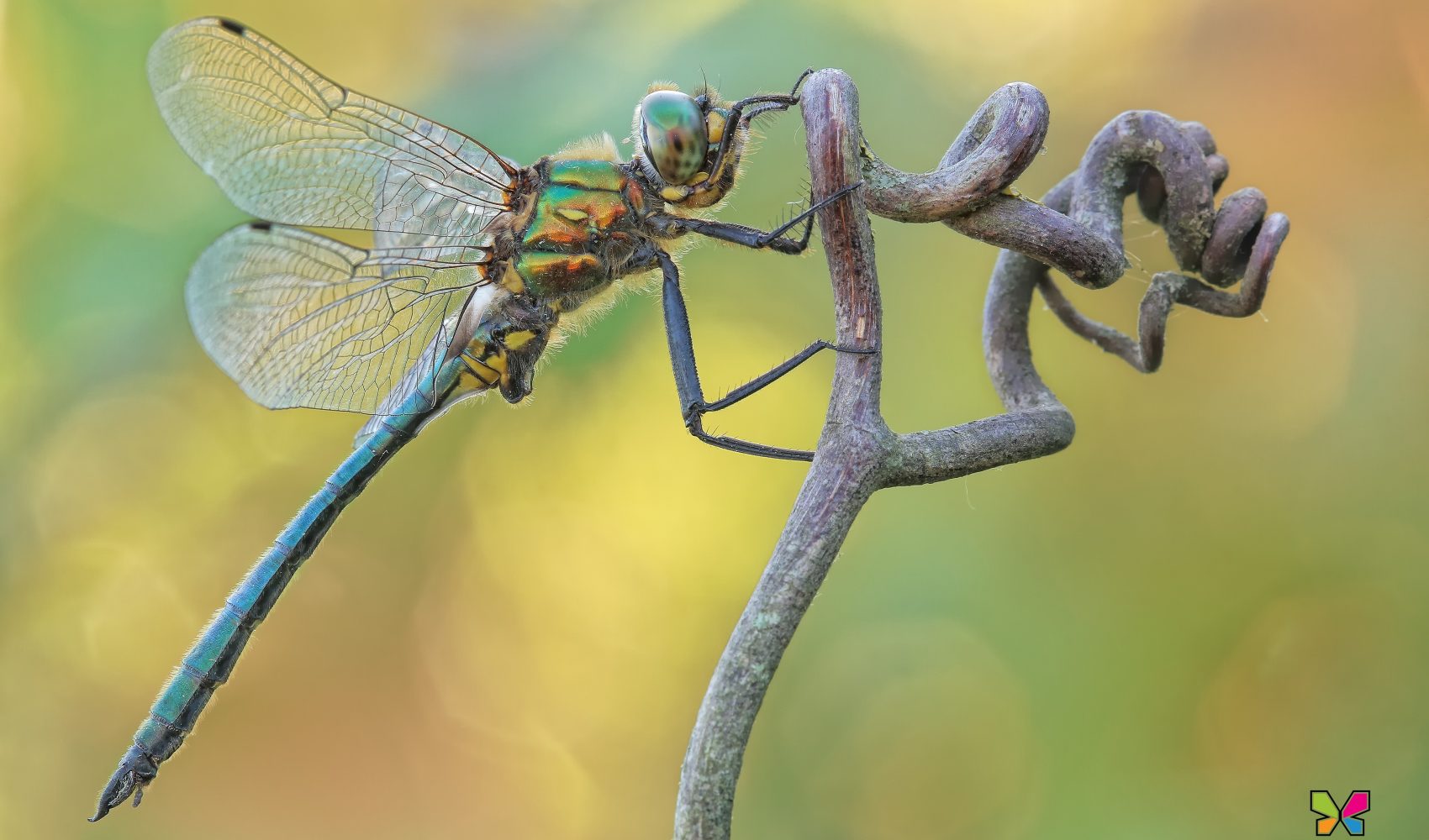 Somatochlora meridionalis (Nielsen, 1935)♂