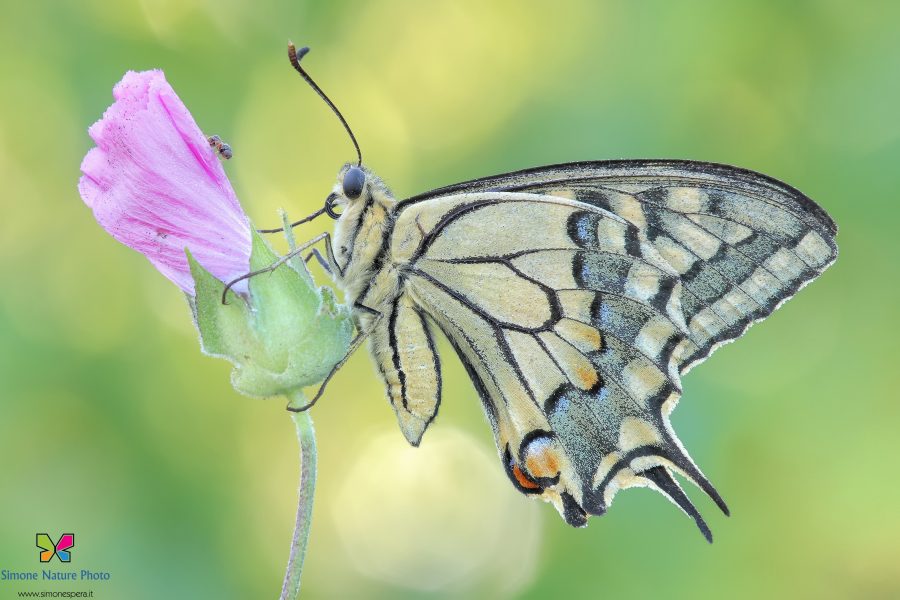 Papilio machaon (Linnaeus, 1758)