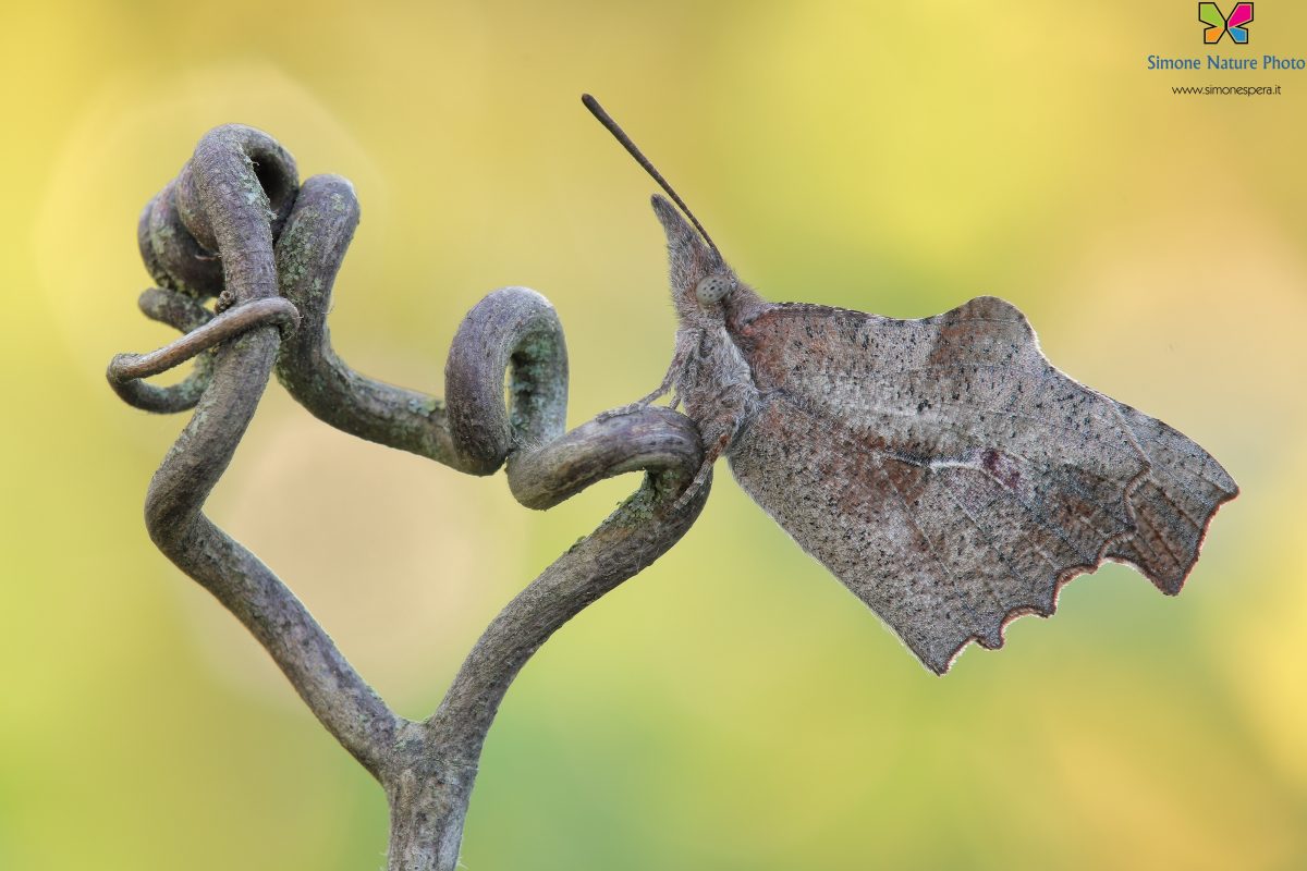 Libythea celtis (Laicharting, 1782)