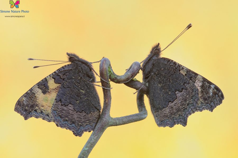 Aglais urticae (Linnaeus, 1758)
