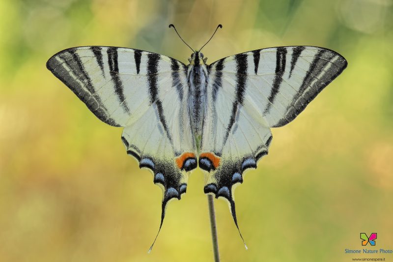 Iphiclides podalirius (Linnaeus, 1758)