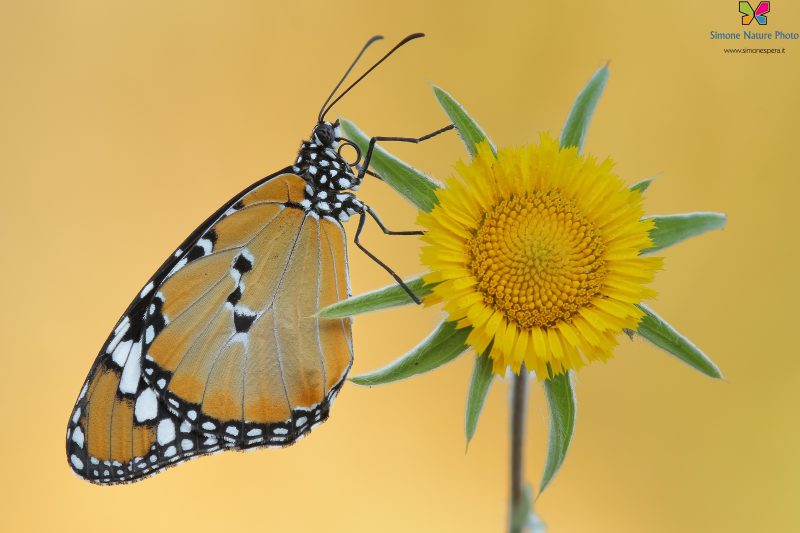 Danaus chrysippus (Linnaeus, 1758)