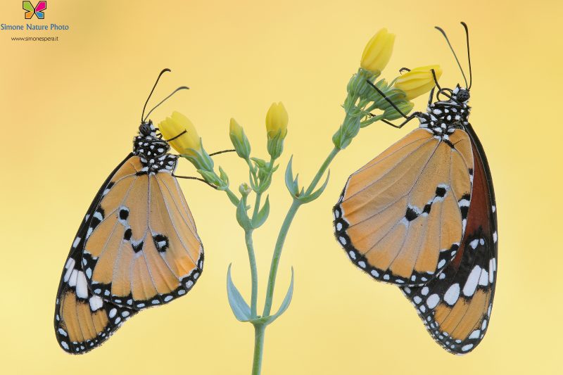 Danaus chrysippus (Linnaeus, 1758)