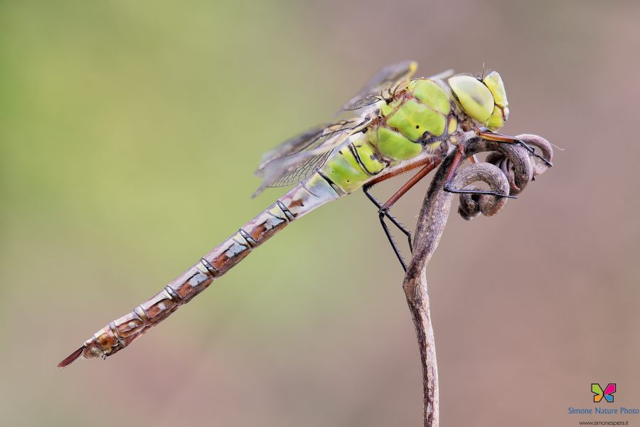 Anax imperator (Leach, 1815)