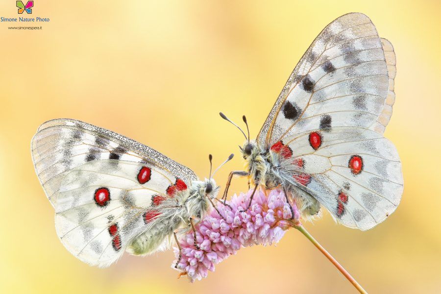 Parnassius apollo (Linnaeus, 1758)