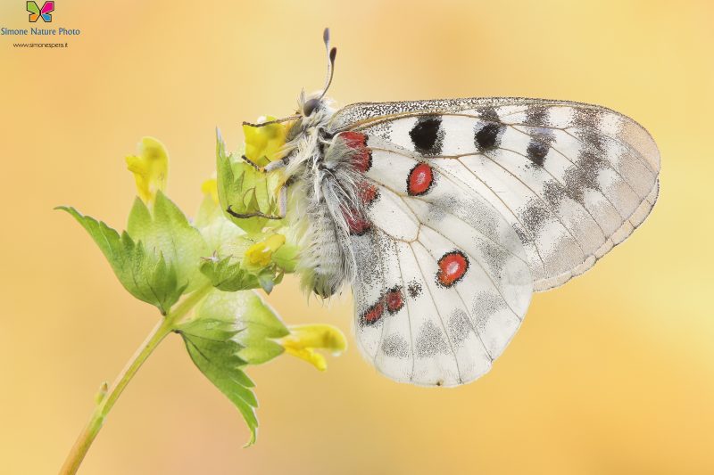 Parnassius apollo (Linnaeus, 1758)