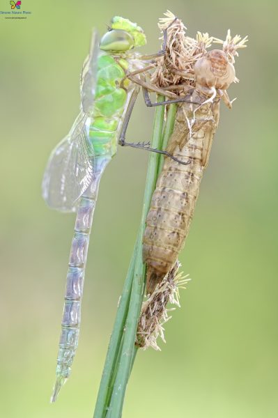 Anax imperator (Leach, 1815)