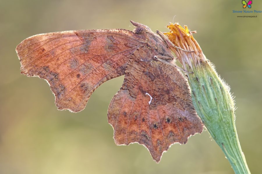 Polygonia c-album (Linnaeus, 1758)