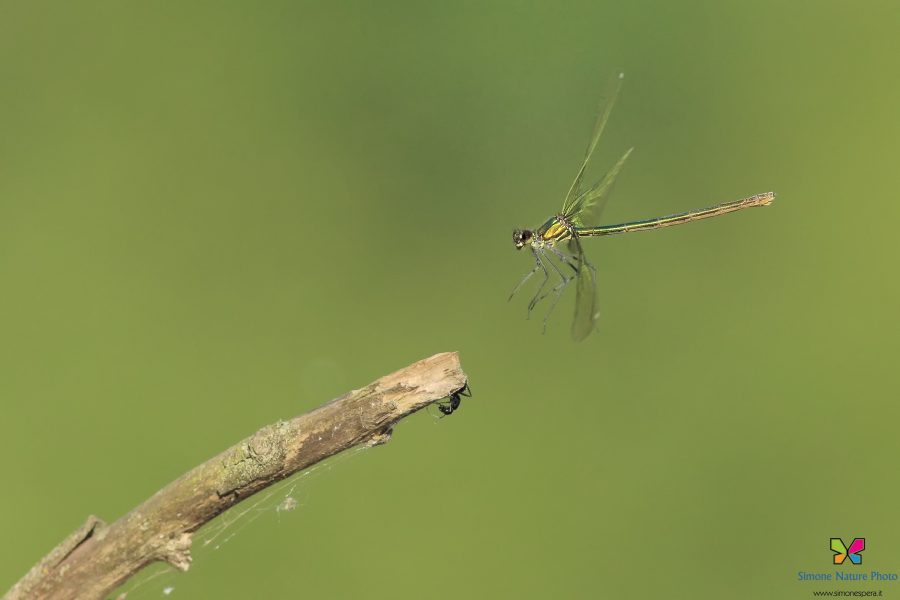 Calopteryx splendens (Harris, 1780)