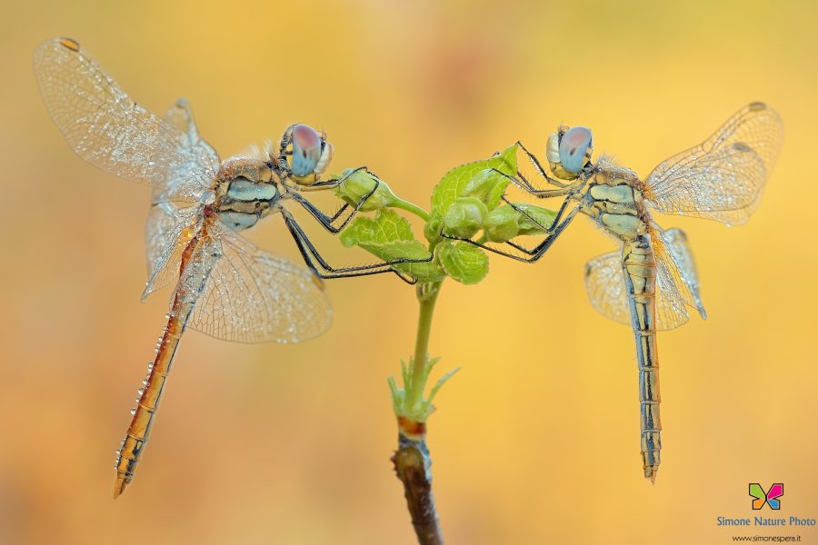 sympetrum