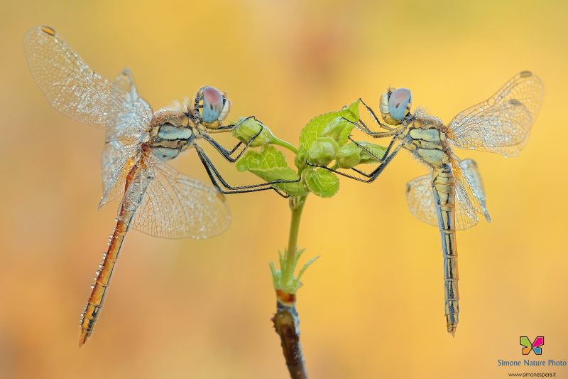 sympetrum