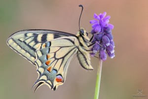 Canon 7d mark II, tamron 180 macro, cavalletto, scatto remoto, mup, esposizione manuale, F11, 1/5, iso 100