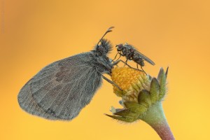 Nikon d7000, sigma 150 macro, cavalletto, scatto remoto, mup, esposizione manuale, F16, 1/13, iso 100