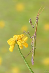 Nikon d7000, sigma 150 macro, cavalletto, scatto remoto, mup, esposizione manuale, F16, 1/20, iso 100