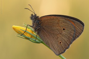 Nikon d7000, sigma 150 macro, cavalletto, scatto remoto, mup, esposizione manuale, F13, 1/6, iso 100