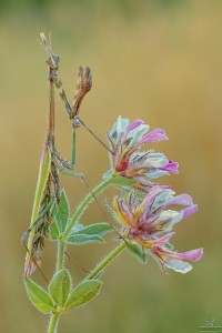 Nikon d7000, sigma 150 macro, cavalletto, scatto remoto, mup, esposizione manuale, F18, 1/10, iso 100