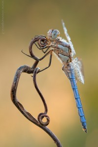 Nikon d7000, sigma 150 macro, cavalletto, scatto remoto, mup, esposizione manuale, F13, 1/15, iso 100