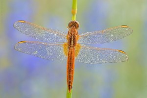 Nikon d7000, sigma 150 macro, cavalletto, scatto remoto, mup, esposizione manuale, F18, 1/8, iso 100