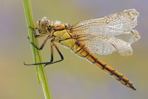 Nikon d7000, sigma 150 macro, cavalletto, scatto remoto, mup, esposizione manuale, F13, 1/30, iso 100