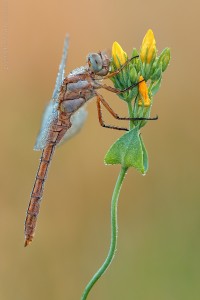 Nikon d7000, sigma 150 macro, cavalletto, scatto remoto, mup, esposizione manuale, F11, 1/6, iso 100